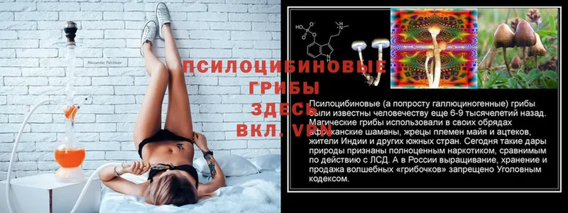 Псилоцибиновые грибы Psilocybine cubensis  Кашин 